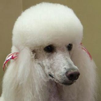 Cabeleireira de Animais - tosquias, grooming, stripping, banhos...