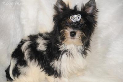 Yorkie adorável cachorrinho para lar amoroso