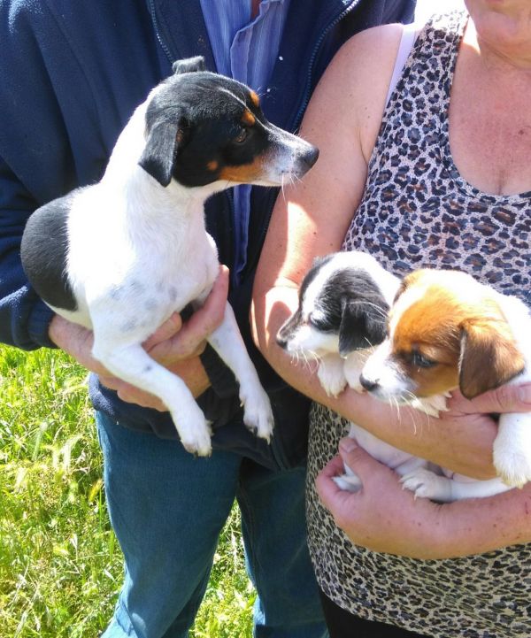  JACK RUSSELL Terrier cachorros (russel) 