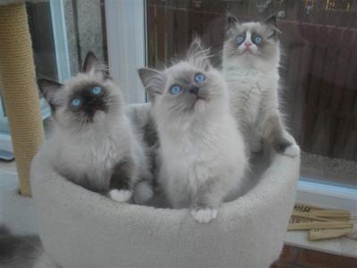 Três lindas gatinhas Ragdoll no Natal para sua casa