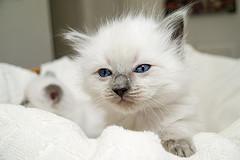 adorável masculino e feminino gatinho para adopção