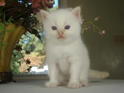 gatito encantador para adopción