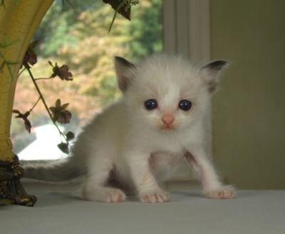 gatito encantador para adopción