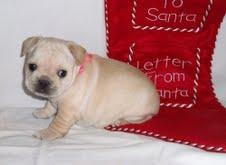 bulldog francés macho y hembra cachorro para su aprobació