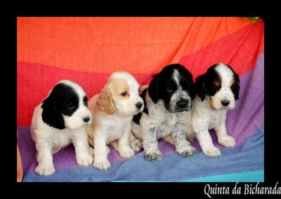 Lindos cocker spaniel