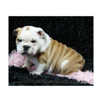 cute e adorável Inglês bull cachorros para adopção