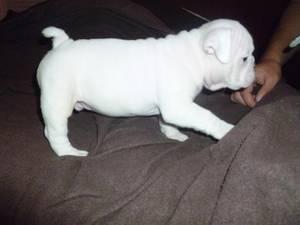 Gorgeous AKC Bulldog Inglês filhotes, apenas a tempo para o Natal! -100 €