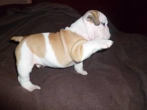 Gorgeous AKC Bulldog Inglês filhotes, apenas a tempo para o Natal! -100 €