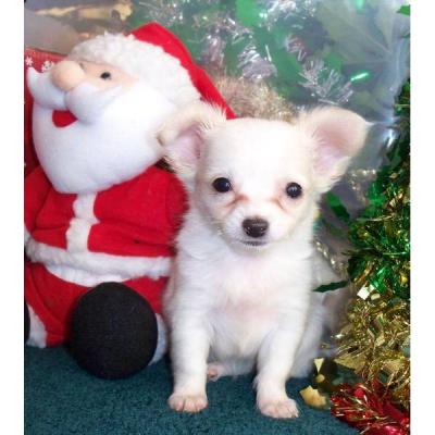 Lindo chihuahua pêlo longo fêmea filhote de cachorro para chrismas,