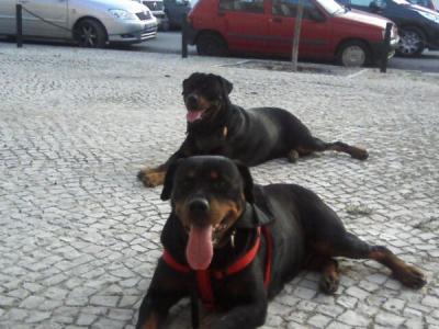 vendo cachorros rotweiler