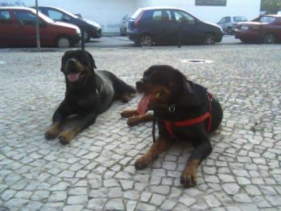 vendo cachorros rotweiler