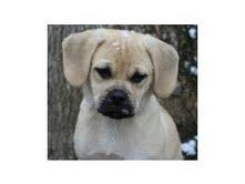 doce e bem treinados cachorros pug para o Natal.