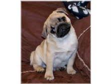 doce e bem treinados cachorros pug para o Natal.