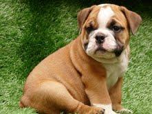 doce e bem treinados Inglês bulldog cachorros para o Natal.