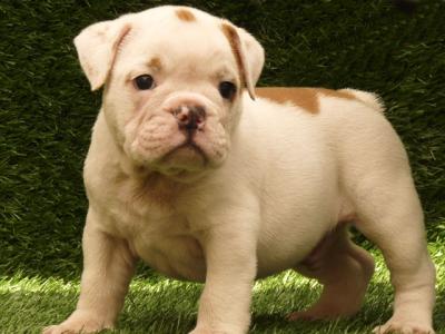 graciouse linhagem filhote de cachorro para adoção livre de contato para mais informações e fotos