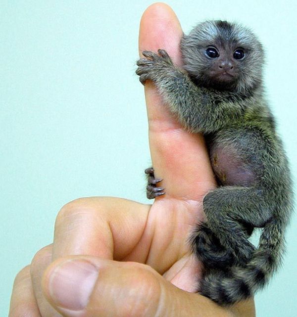 *Macacos certificados para venda (todas as espécies disponíveis)  *