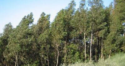 Rentabilização de Terrenos Agricolas e Florestais