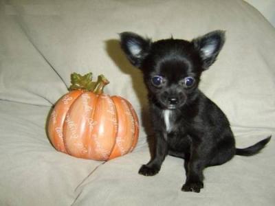 Doce mini pequeno cachorrinho Chihuahua