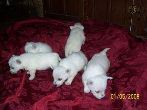 Campeão linhagem Westies