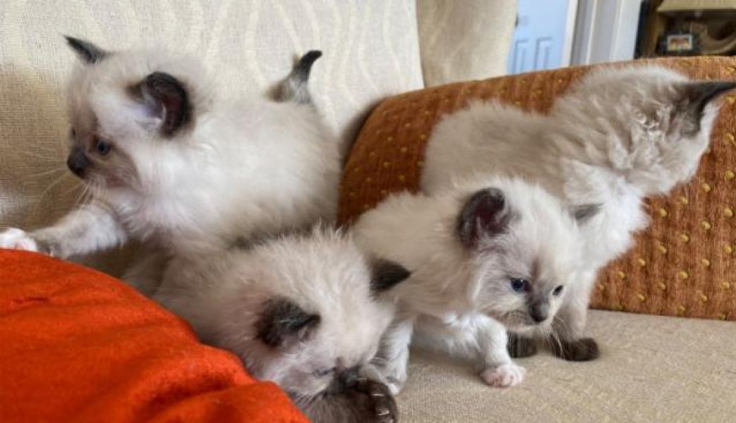 Lindos gatinhos Ragdoll