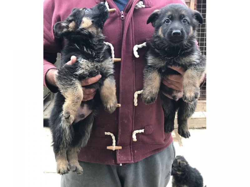 Filhotes de pastor alemão