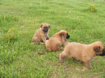 PASTORES ALEMAES LOBEIROS