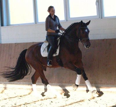 Castrado Hanoveriano para adestramento, saltos, pista de equitação 