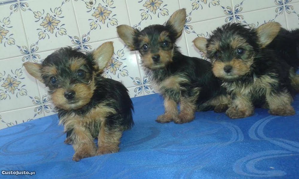 Filhotes de cachorro yorkshire terrier para adoção