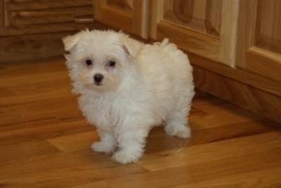 Maltasa cachorros en adopción para la adopción veterinario comprobado hasta