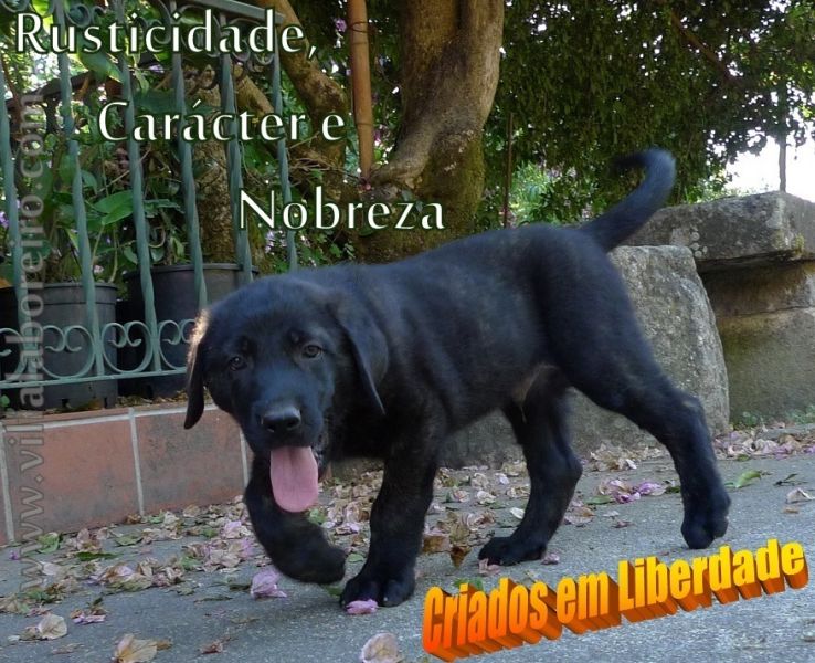 Cachorros Castro Laboreiro de Qualidade Superior (Linhas Tradicionais de Trabalho e Companhia))