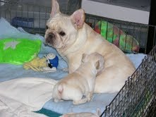 clássico com pedigree filhotes bulldog francês.