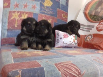 PASTOR ALEMAO DE QUALIDADE - 967888237