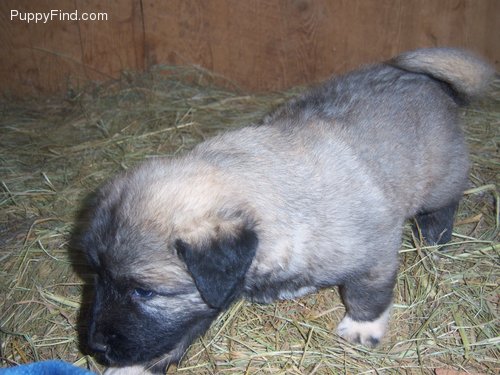  	Anatolian Shepherd Sex: 	Male Birthdate: 	09-12-2013 (6 Weeks)