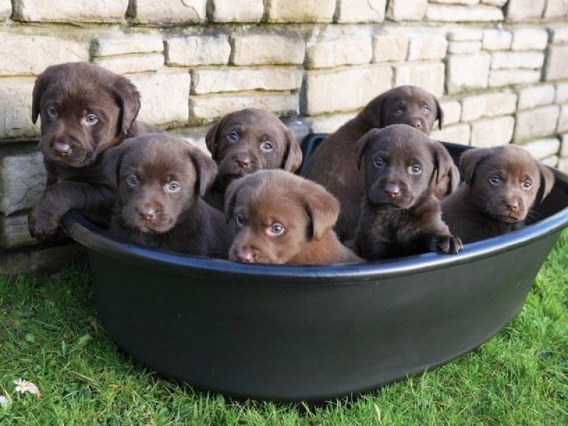 Filhotes de Labrador Chocolate