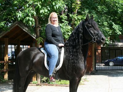 Tática Masculino e Feminino Cavalos Frisian para a nova casa