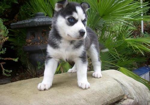 Cachorritos de Husky Siberianos