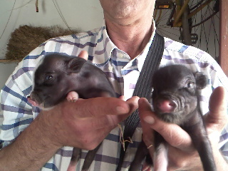 Mini Pigs