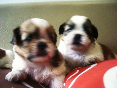 Cães de raça shih-tzu 