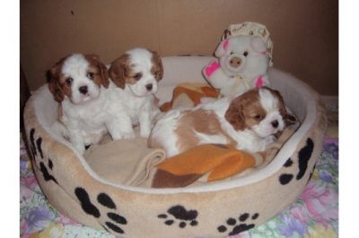 cavalier king charles cachorros para su aprobación