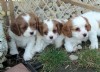 adorável masculino e feminino Cavalier King Charles filhotes prontos para adoção