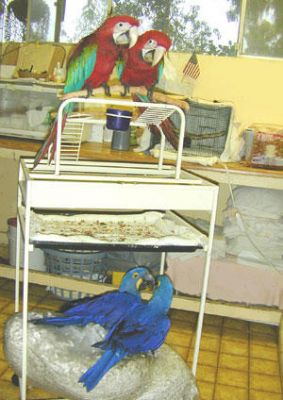 ovos férteis de papagaios novos para venda.