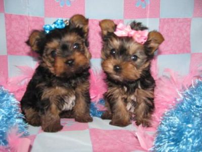 dois yorkshire terrier cachorro para livre adoção  