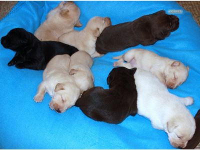 labradores com pedigre