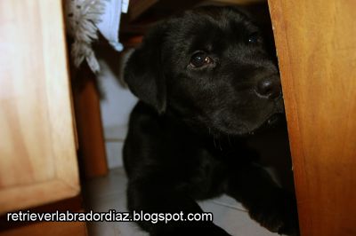 Retriever Labrador, Macho (Videos e Fotos)