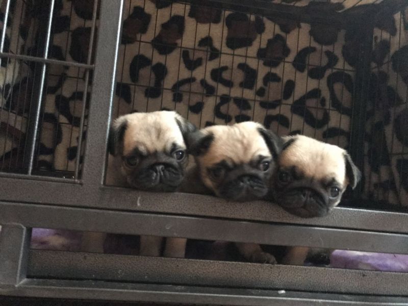 Filhotes de pug impressionantes,