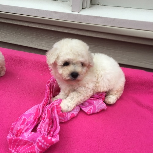 Filhotes de Maltipoo