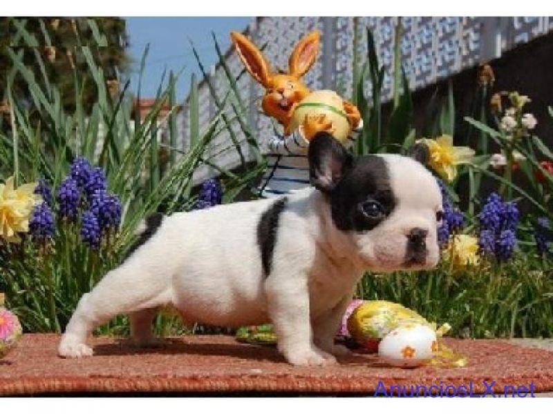 Gratis  lindo filhotes de Bulldog Francês se disponível 