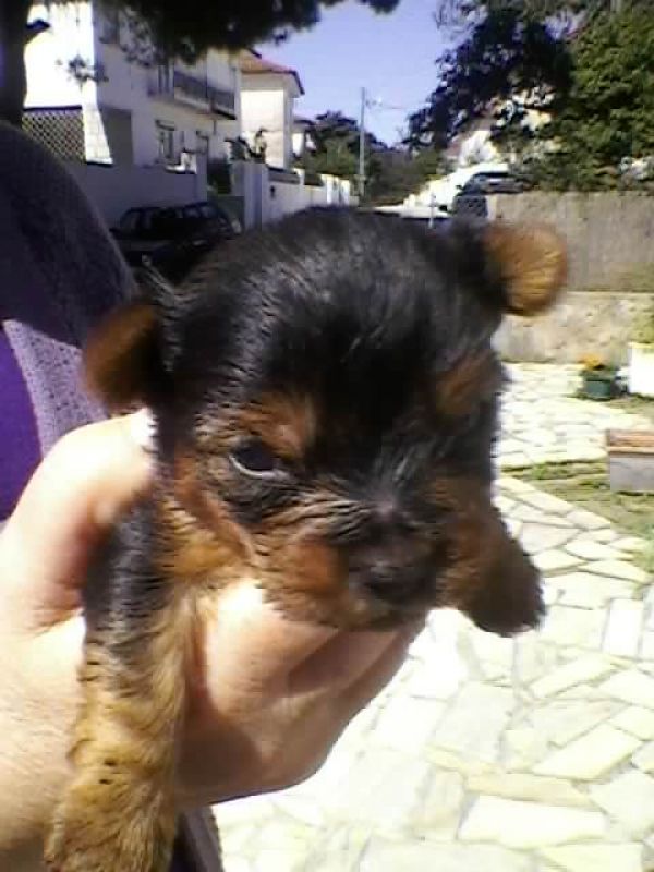 Yorkshire terrier, macho