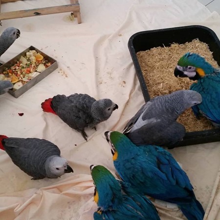 Papagaios de bebê e ovos de papagaio