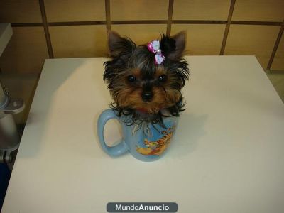 Filhotes de Yorkshire Terrier para adopção 